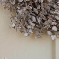 Eucalyptus Globuleux