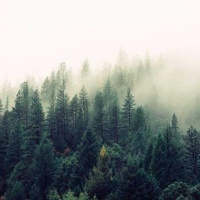 Encens Africain (Oliban)