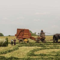 Lavande Vraie