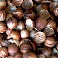 Coriandre Graines