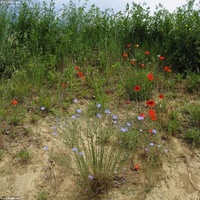 Graines de Lin Brun
