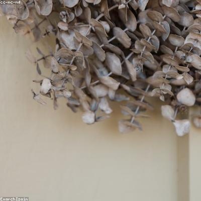 Eucalyptus Globuleux