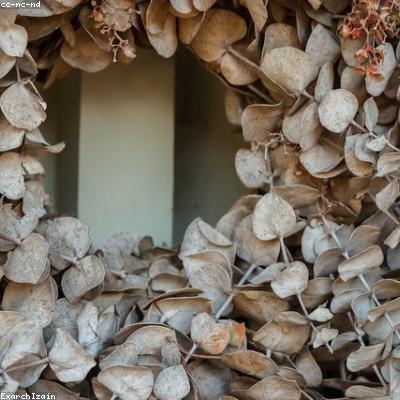 Huile Essentielle d'Eucalyptus