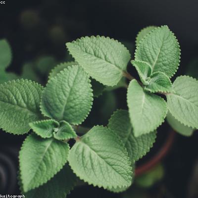 Menthe Verte Séchée (Naânaâ)
