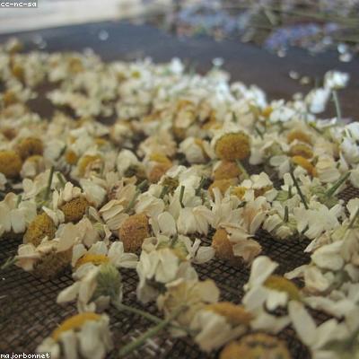 Tisane Bébé Fenouil & Camomille